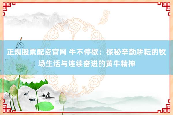 正规股票配资官网 牛不停歇：探秘辛勤耕耘的牧场生活与连续奋进的黄牛精神